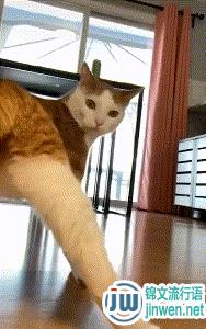 扭臀跳舞猫原型，跳舞猫表情包gif