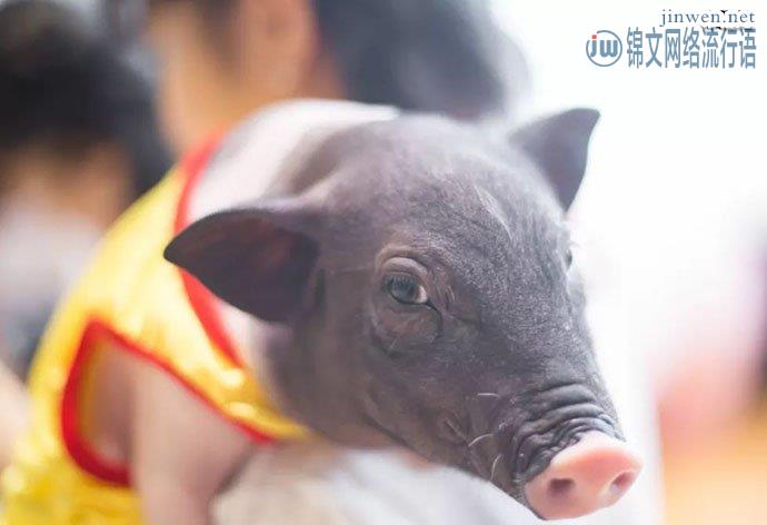 撸猫撸狗不稀奇，杭州撸猪咖啡店引围观！