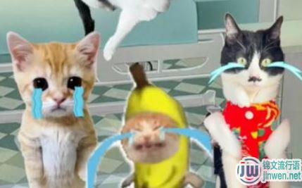 抖音香蕉猫只会哭是什么意思 香蕉猫表情包